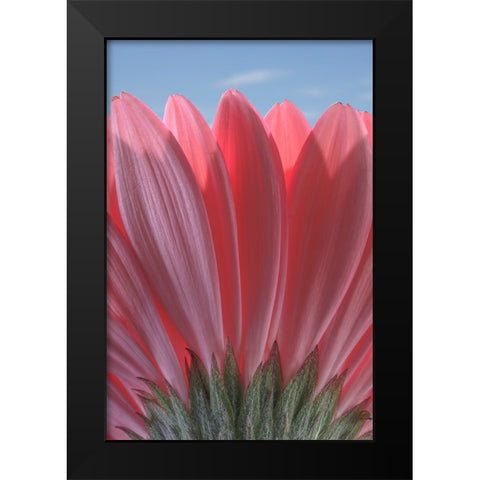 USA-Washington State-Seabeck Underside close-up of a gerbera daisy Black Modern Wood Framed Art Print by Jaynes Gallery