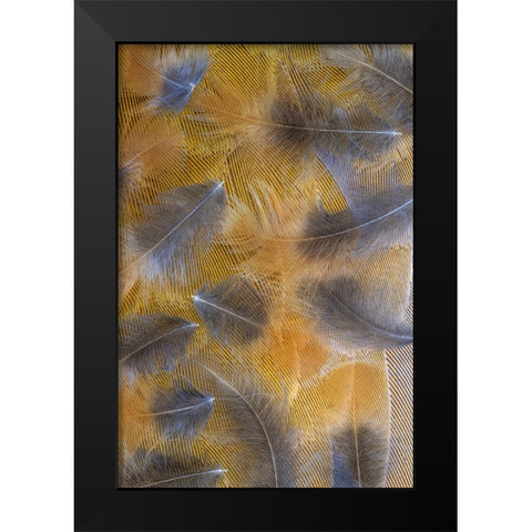 USA-Washington State-Seabeck Pattern of downy feathers Black Modern Wood Framed Art Print by Jaynes Gallery