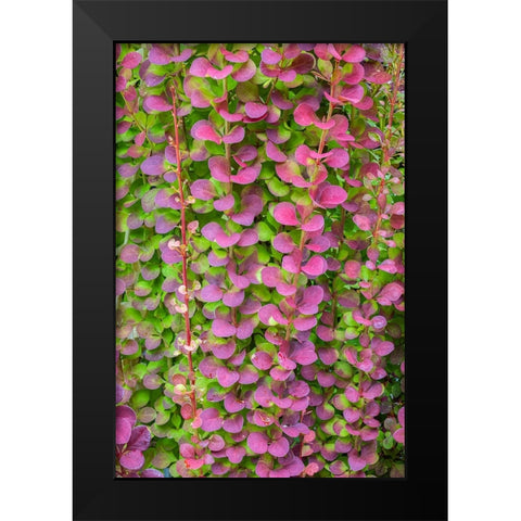 USA-Washington State-Seabeck Barberry bush foliage Black Modern Wood Framed Art Print by Jaynes Gallery