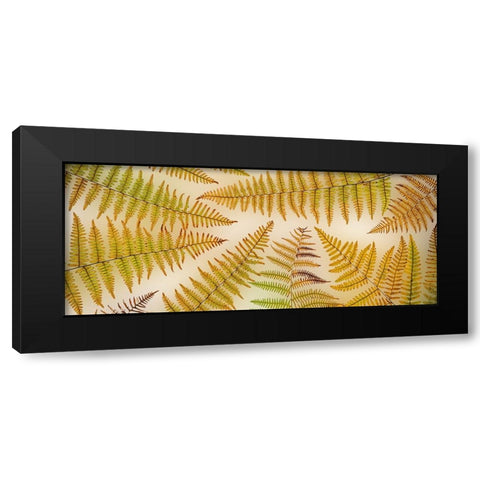USA-Washington State-Seabeck Panoramic of bracken fern pattern Black Modern Wood Framed Art Print by Jaynes Gallery