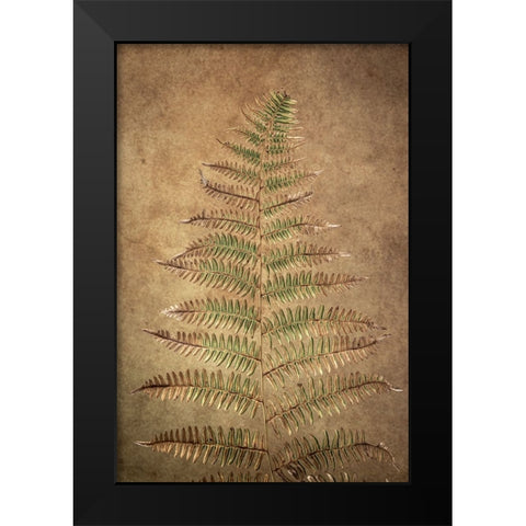 USA-Washington State-Seabeck Close-up of bracken fern pattern Black Modern Wood Framed Art Print by Jaynes Gallery