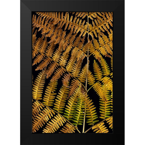 USA-Washington State-Seabeck Close-up of bracken fern pattern Black Modern Wood Framed Art Print by Jaynes Gallery