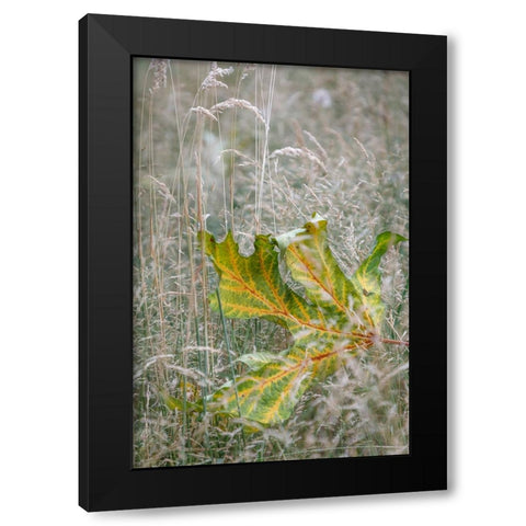 USA-Washington State-Seabeck Autumn bigleaf maple leaf caught in grasses Black Modern Wood Framed Art Print by Jaynes Gallery