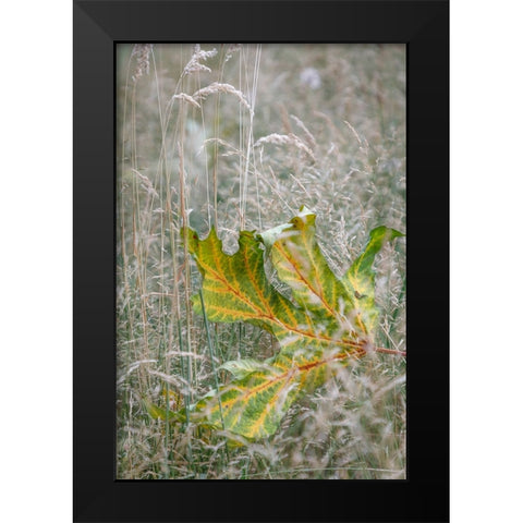 USA-Washington State-Seabeck Autumn bigleaf maple leaf caught in grasses Black Modern Wood Framed Art Print by Jaynes Gallery