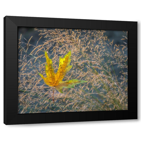 USA-Washington State-Seabeck Autumn bigleaf maple leaf caught in grasses Black Modern Wood Framed Art Print with Double Matting by Jaynes Gallery