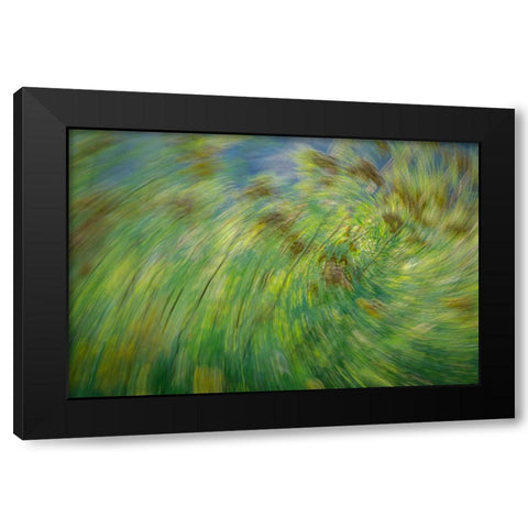 USA-Washington State-Seabeck Abstract of tansy plant Black Modern Wood Framed Art Print with Double Matting by Jaynes Gallery