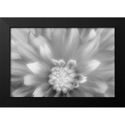 USA-Washington State-Seabeck Dahlia close-up in black and white Black Modern Wood Framed Art Print by Jaynes Gallery