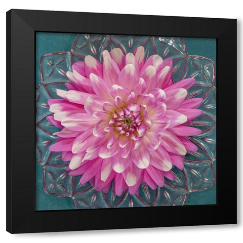 USA-Washington State-Seabeck Pink dahlia in crystal bowl Black Modern Wood Framed Art Print by Jaynes Gallery