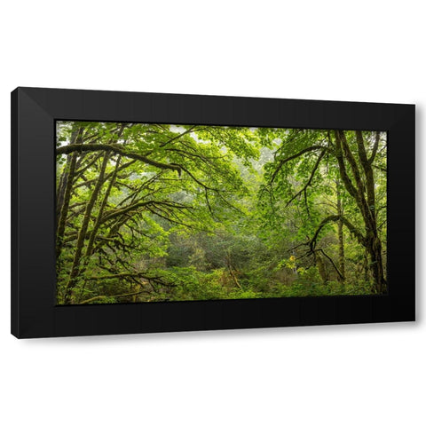 USA-Washington State-Seabeck Bigleaf maple trees in Anderson Landing County Park Black Modern Wood Framed Art Print by Jaynes Gallery