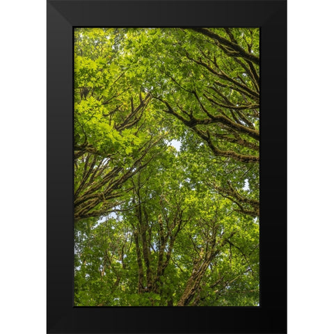 USA-Washington State-Seabeck Bigleaf maple trees in Anderson Landing County Park Black Modern Wood Framed Art Print by Jaynes Gallery