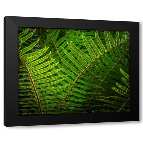 USA-Washington State-Seabeck Sunlit sword ferns in Anderson Landing County Park Black Modern Wood Framed Art Print with Double Matting by Jaynes Gallery