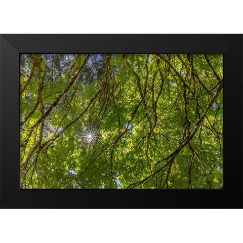 USA-Washington State-Seabeck Bigleaf maple trees in Anderson Landing County Park Black Modern Wood Framed Art Print by Jaynes Gallery