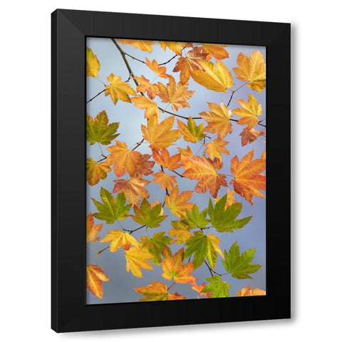 USA-Washington State-Seabeck Vine maple branch in autumn Black Modern Wood Framed Art Print by Jaynes Gallery