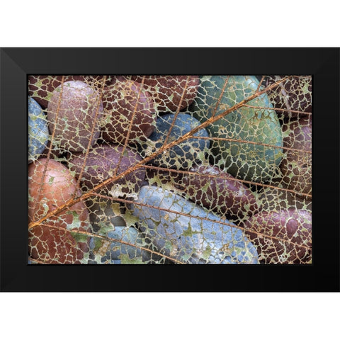USA-Washington State-Seabeck Skeletonized leaf on beach rocks Black Modern Wood Framed Art Print by Jaynes Gallery
