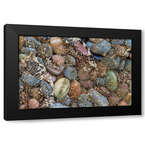 USA-Washington State-Seabeck Skeletonized leaf on beach rocks Black Modern Wood Framed Art Print with Double Matting by Jaynes Gallery