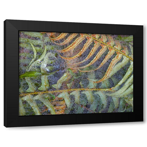USA-Washington State-Seabeck Dew-covered spider webs over sword ferns Black Modern Wood Framed Art Print by Jaynes Gallery