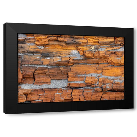 USA-Washington State-Fort Flagler State Park Crumbling driftwood close-up Black Modern Wood Framed Art Print by Jaynes Gallery