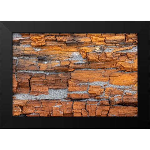 USA-Washington State-Fort Flagler State Park Crumbling driftwood close-up Black Modern Wood Framed Art Print by Jaynes Gallery