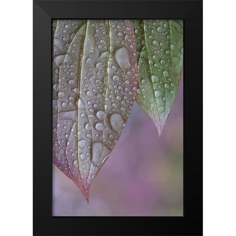 USA-Washington State-Seabeck Raindrops on peony leaves Black Modern Wood Framed Art Print by Jaynes Gallery