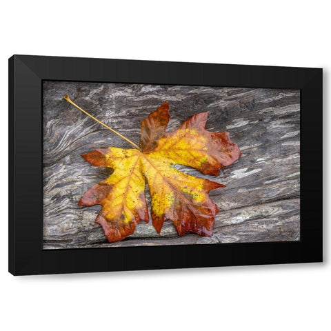 USA-Washington State-Seabeck Bigleaf maple leaf on driftwood Black Modern Wood Framed Art Print by Jaynes Gallery