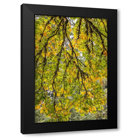 USA-Washington State-Seabeck Looking up at bigleaf maple branches Black Modern Wood Framed Art Print by Jaynes Gallery