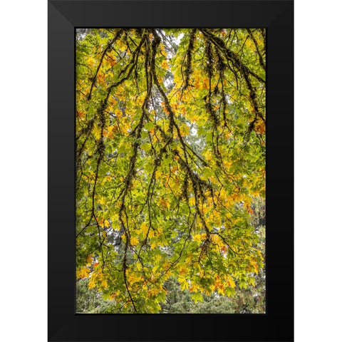 USA-Washington State-Seabeck Looking up at bigleaf maple branches Black Modern Wood Framed Art Print by Jaynes Gallery
