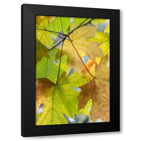 USA-Washington State-Seabeck Bigleaf maple leaves close-up in autumn Black Modern Wood Framed Art Print by Jaynes Gallery