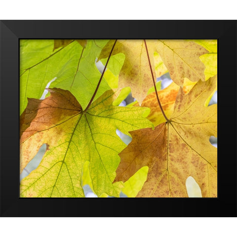 USA-Washington State-Seabeck Bigleaf maple leaves close-up in autumn Black Modern Wood Framed Art Print by Jaynes Gallery