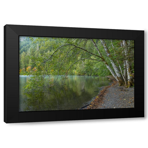 USA-Washington State-Olympic National Park Alder trees overhanging Lake Crescent shore Black Modern Wood Framed Art Print by Jaynes Gallery