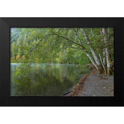 USA-Washington State-Olympic National Park Alder trees overhanging Lake Crescent shore Black Modern Wood Framed Art Print by Jaynes Gallery