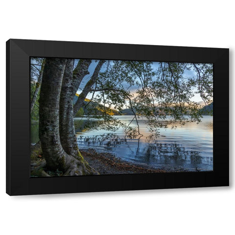 USA-Washington State-Olympic National Park Alder trees overhanging Lake Crescent shore Black Modern Wood Framed Art Print by Jaynes Gallery