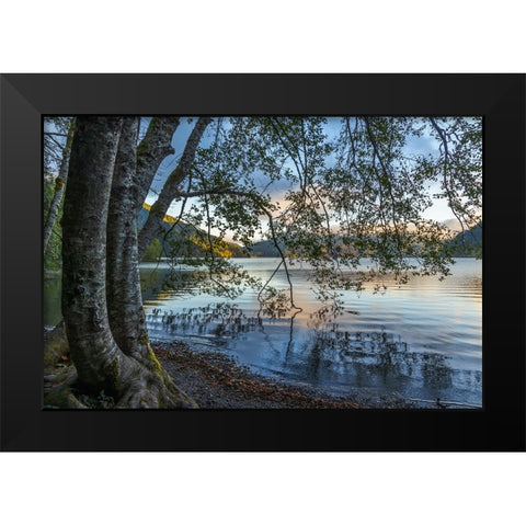 USA-Washington State-Olympic National Park Alder trees overhanging Lake Crescent shore Black Modern Wood Framed Art Print by Jaynes Gallery