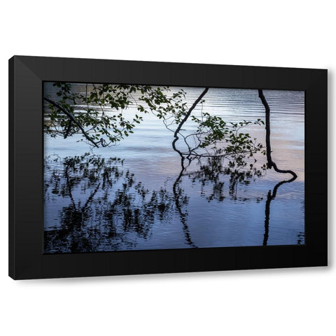 USA-Washington State-Olympic National Park Alder tree overhanging Lake Crescent shore Black Modern Wood Framed Art Print by Jaynes Gallery