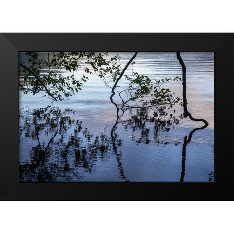 USA-Washington State-Olympic National Park Alder tree overhanging Lake Crescent shore Black Modern Wood Framed Art Print by Jaynes Gallery
