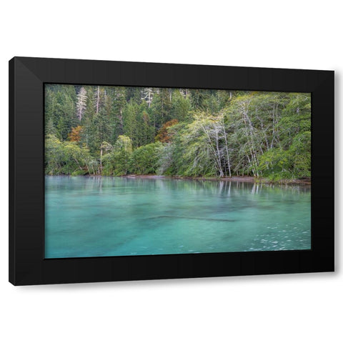 USA-Washington State-Olympic National Park Alder trees overhanging Lake Crescent shore Black Modern Wood Framed Art Print by Jaynes Gallery