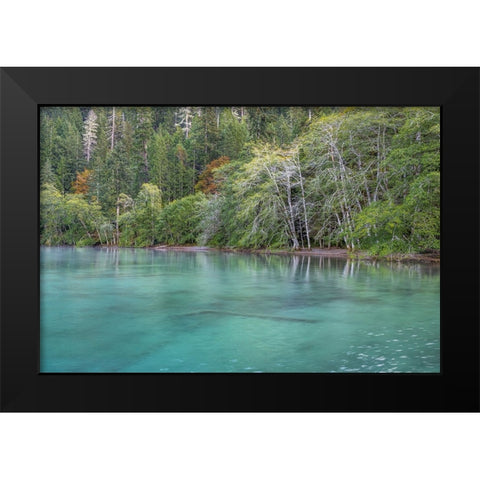 USA-Washington State-Olympic National Park Alder trees overhanging Lake Crescent shore Black Modern Wood Framed Art Print by Jaynes Gallery