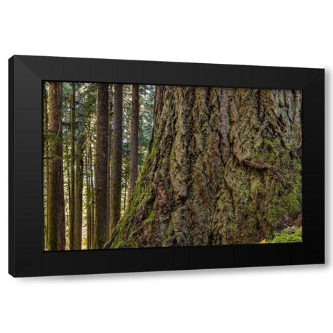 USA-Washington State-Olympic National Park Close-up of trunk of old growth Douglas fir tree Black Modern Wood Framed Art Print by Jaynes Gallery