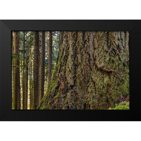 USA-Washington State-Olympic National Park Close-up of trunk of old growth Douglas fir tree Black Modern Wood Framed Art Print by Jaynes Gallery