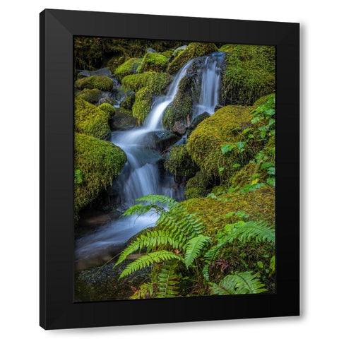 USA-Washington State-Olympic National Park Cedar Creek cascades through moss- covered boulders Black Modern Wood Framed Art Print with Double Matting by Jaynes Gallery