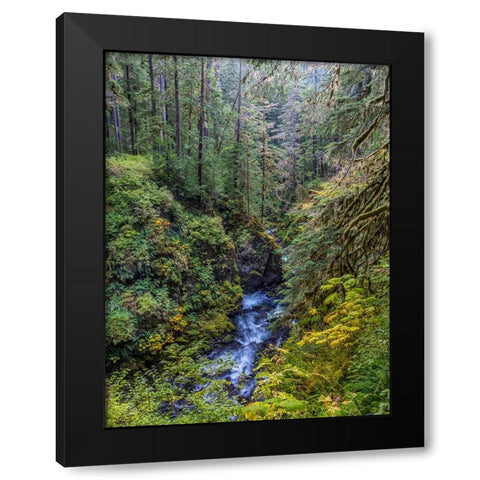 USA-Washington State-Olympic National Park The Sol Duc River runs through forest Black Modern Wood Framed Art Print by Jaynes Gallery