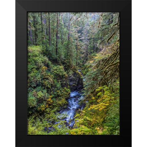 USA-Washington State-Olympic National Park The Sol Duc River runs through forest Black Modern Wood Framed Art Print by Jaynes Gallery