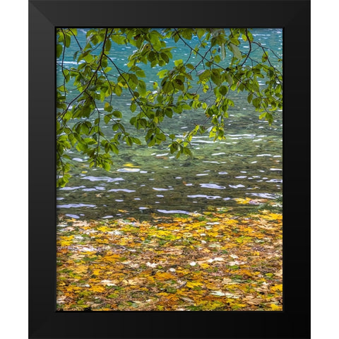 USA-Washington State-Olympic National Park Alder tree branches Black Modern Wood Framed Art Print by Jaynes Gallery