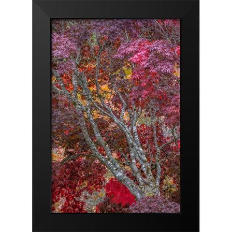USA-Washington State-Seabeck Japanese maple tree in autumn Black Modern Wood Framed Art Print by Jaynes Gallery
