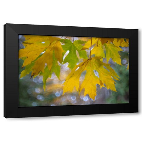 USA-Washington State-Seabeck Bigleaf maple leaves close-up in autumn Black Modern Wood Framed Art Print with Double Matting by Jaynes Gallery