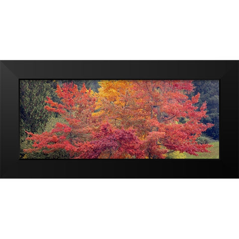 USA-Washington State-Seabeck Panoramic of oak trees in autumn Black Modern Wood Framed Art Print by Jaynes Gallery