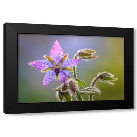 USA-Washington State-Seabeck Raindrops on borage flower Black Modern Wood Framed Art Print with Double Matting by Jaynes Gallery
