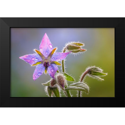 USA-Washington State-Seabeck Raindrops on borage flower Black Modern Wood Framed Art Print by Jaynes Gallery