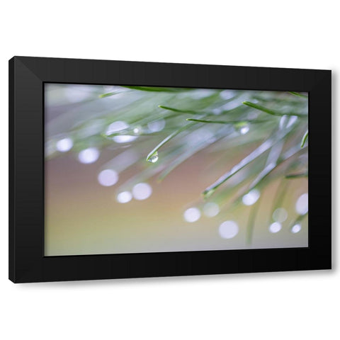 USA-Washington State-Seabeck Raindrops on pine needles Black Modern Wood Framed Art Print with Double Matting by Jaynes Gallery