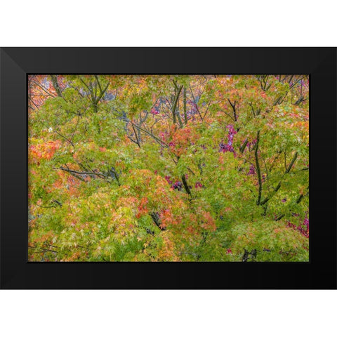 USA-Washington State-Seabeck Japanese maple tree in autumn Black Modern Wood Framed Art Print by Jaynes Gallery