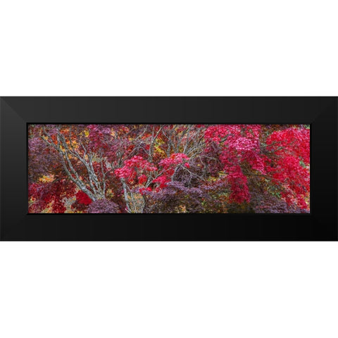 USA- Washington State- Seabeck. Japanese Maple trees- Washington State- Seabeck. Black Modern Wood Framed Art Print by Jaynes Gallery